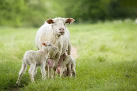 Cow mandi (eid ul azha festival). Why Sheep Milk Is Better For You Than Cow Or Goat Milk Nutritional Benefits Of Sheep Milk Organic Sheep Goats Milk Yoghurt From Woodlands Dairy