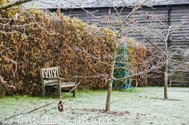 Image result for hornbeam hedge in winter