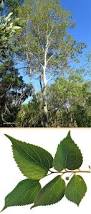 Image result for Celtis africana