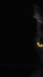 Black cat wallpaper and high quality picture gallery on minitokyo. Cute Black Cats Wallpaper Art Drawing Marvel Painting Halloween Names For Photography Quotes Black Cat Pictures Black Cat Drawing Black Cat Aesthetic