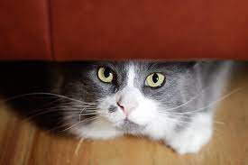 How long can a cat live with cancer without treatment? Lung Cancer In Cats Symptoms Causes Diagnosis Treatment Recovery Management Cost