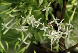 Image result for Pavetta eylesii