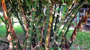 Image result for Bambus 1971 Wartburg