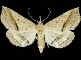 Image result for Isoglossa perdita