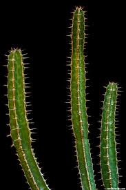 Image result for Euphorbia griseola