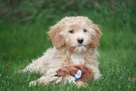 We did not find results for: Miniature Goldendoodle Puppies For Sale In Willow Beach Ontario Nice Pets In Canada