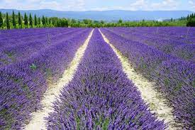 In einigen gegenden der provence sogar bis mitte august, abhängig von der höhenlage und dem erntezeitpunkt. Lavendelblute In Der Provence