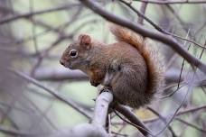 Follow the Clues: Wildlife Tracks and Traces