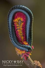 Black And Yellow Millipede India Millipede Dsc 0135 Millipede Cool Insects Bugs And Insects