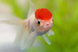 Over the past few months it's loosing color and turning golden color. The Most Popular Types Of Goldfish Updated List