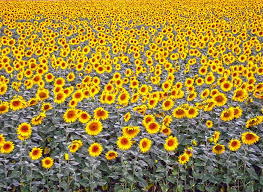 Bila kita lihat cara dia kerja dalam melukisa bunga denganmerangkai bunga di vas kemudian dia melukis dengan berbagai latar belakangwarna. Gambar Sunflowers Karya Terkenal Vincent Van Gogh Gambar Bunga Matahari Karya Terkenal Vincent Van Gogh Kenapa Bunga Matahari Menjadi Elemen Pusat Kreativiti Van Gogh