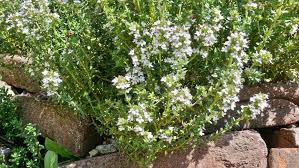 Thymian im garten und auf dem balkon. Thymian Im Garten Die Beliebte Heilpflanze Thymian Alles Zu Wirkung Standort Und Pflege Sudwest Presse Online