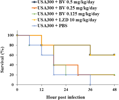 It was based on previous observations. The Antibacterial Activity And Toxin Production Control Of Bee Venom In Mouse Mrsa Pneumonia Model Bmc Complementary Medicine And Therapies Full Text