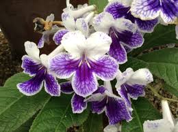 Image result for Streptocarpus kamerunensis