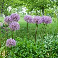 Maybe you would like to learn more about one of these? Plantes D Exterieur Sans Arrosage 15 Photos Pour Faire Votre Choix Cote Maison