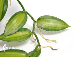 It is native to mexico and central america, and is one of the primary sources for vanilla flavouring, due to its high vanillin content. Araflora Exotic Flora More Vanilla Orchid Vanilla Planifolia Variegated