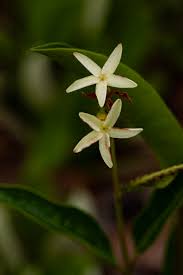 Image result for Landolphia eminiana