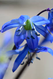 Image result for Scilla benguellensis