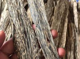 Maybe you would like to learn more about one of these? 4 Jenis Kayu Paling Mahal Di Dunia Sentiasa Panas