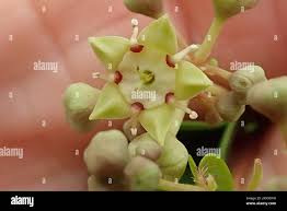 Image result for Helinus integrifolius