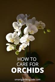 We did not find results for: Phalaenopsis Orchid Care For Beginners How To Care For Orchids This Easy Guide Will Give You Confidence In Helping Your Orchids To Thrive Gardening Tips Phalaenopsis Orchid Care Orchid Plant