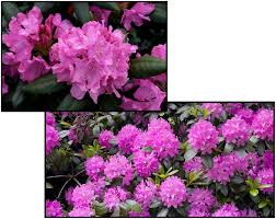 Excellent as a landscape specimen. Roseum Elegans Rhododendron Hinsdale Nurseries