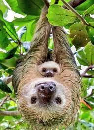 Contemprainn On Twitter Cute Baby Sloths Baby Sloth Animal Photography Wildlife
