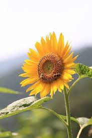 Grow Sunflowers Pretty And Practical Growing Sunflowers Sunflowers And Daisies Sunflower