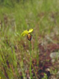 Image result for Xyris asterotricha