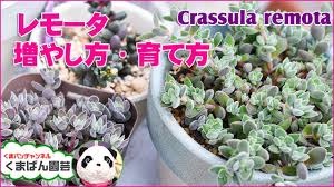 多肉植物 レモータの増やし方育て方 くまパンチャンネル Youtube