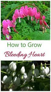 How To Grow Bleeding Heart Plant Bleeding Heart Bleeding Heart Plant Bleeding Heart Flower