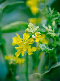 Flowers are plants, and some plants are edible—even delicious. Yes You Can Eat Kale Buds And They Re Delicious Garden Betty