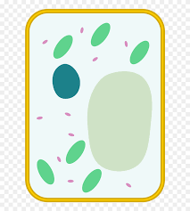 All pictures are subject to our image. File Simple Diagram Of Simple Plant Cell Diagram Unlabeled Clipart 5515458 Pinclipart