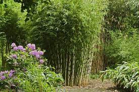 Garden fencing isn't about developing a shield all over the garden. Clumping Bamboo Landscape Privacy Screen And Decoration Ideas Garden Ideas Outdoor Decor