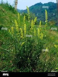 Image result for Resedaceae