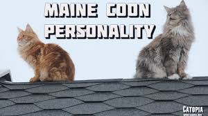 This maine coon cat information covers some of the most commonly asked questions. The Personality Of The Maine Coon Cat Maine Coon Expert
