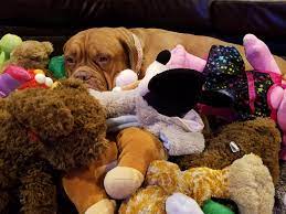 My French Mastiff Doesn T Have A Favorite Stuffed Animal She Loves Them All Http Ift Tt 2pbgls0 French Mastiff Animals Pets