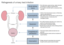 Pin On Medical Illustrations