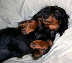 Black And Brown Dachshund Mix Dougie Fox Terrier Mix Puppy For Sale From Paradise Pa Dogs Black And Tan Dachshund Fox Terrier