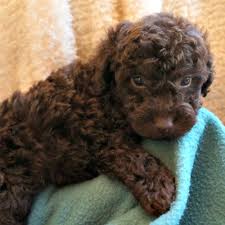 We should have puppies available, going home in the next four months. Gracie S Past Litters Of Chocolate Australian Labradoodles