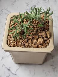 Image result for Eriospermaceae