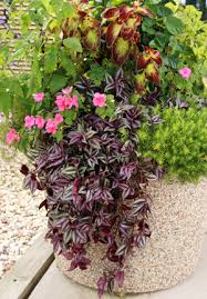 Image result for Tradescantia zebrina