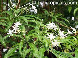 Image result for Alstonia venenata