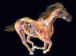 1 (of a horse) of pure breed, especially of a breed originating from english mares and arab stallions and widely used as racehorses. How Thoroughbreds Convert Air Into Blazing Speed Wired