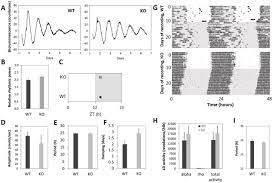 Concrete diy ring cones from diy in pdx Distinctive Properties Of Cones In The Retinal Clock And The Circadian System Biorxiv