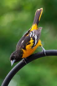 A heavyset finch of northern coniferous forests, the evening grosbeak adds a splash of color to winter bird feeders every few years, when large flocks depart their northern breeding grounds en masse to seek food to the south. Yellow Bird Close Up Hd Wallpapers Free Download Wallpaperbetter