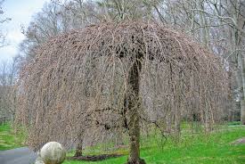 Check spelling or type a new query. Springtime Trees Around The Farm The Martha Stewart Blog