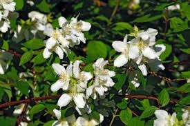 Mexican orange blossom stock photos and images. Pruning A Mock Orange How And When Should I Prune Mock Orange
