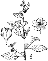 Image result for Sida spinosa