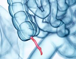 When it comes to diabetics eating fruits, there is a lot of confusion. What Does The Appendix Do Finally An Answer